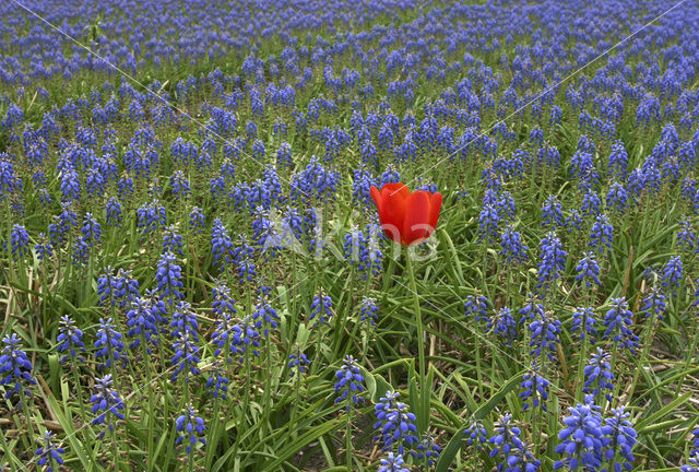 Tulip (Tulipa)