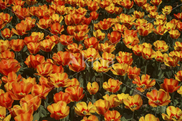 Tulip (Tulipa)