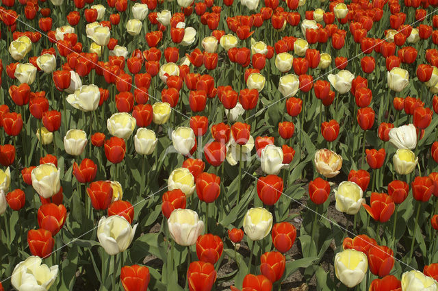 Tulip (Tulipa)