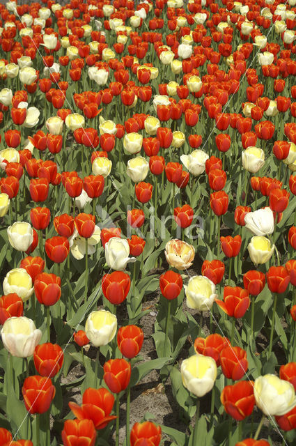 Tulip (Tulipa)