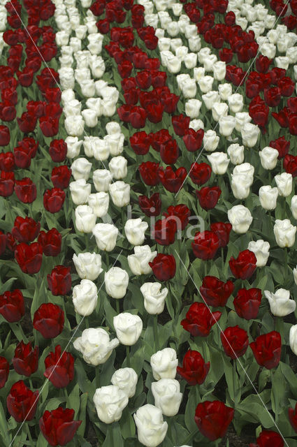 Tulp (Tulipa)