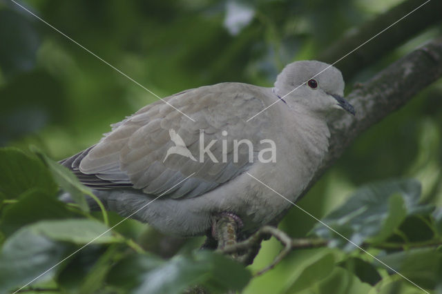 Turkse Tortel (Streptopelia decaocto)