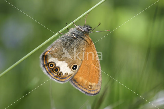 Tweekleurig hooibeestje (Coenonympha arcania)