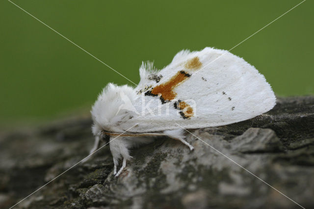 Tweekleurige tandvlinder (Leucodonta bicoloria)