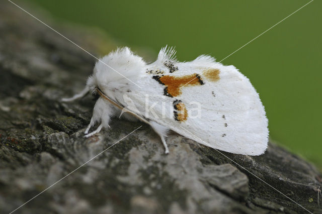 Tweekleurige tandvlinder (Leucodonta bicoloria)
