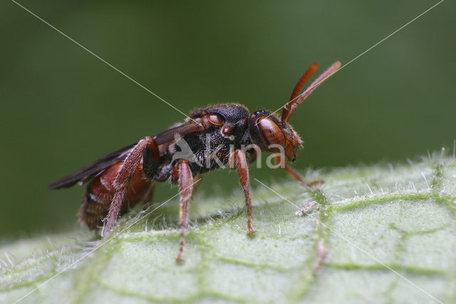 Tweekleurige wespbij (Nomada integra)