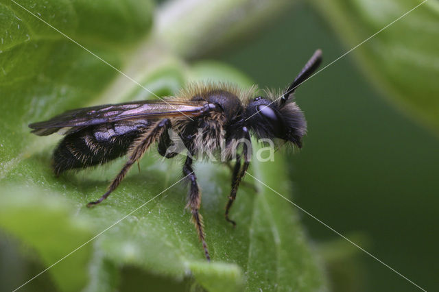 Tweekleurige zandbij (Andrena bicolor)