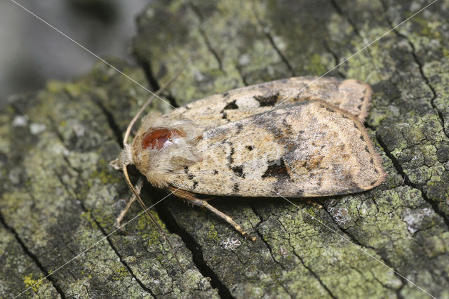 Ingrailed Clay (Diarsia mendica)