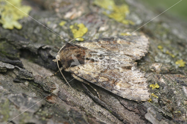 Variabele grasuil (Apamea crenata)