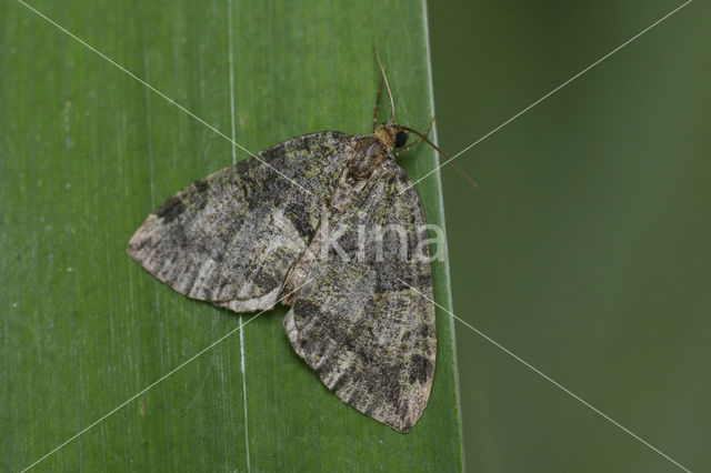 July Highflyer (Hydriomena furcata)