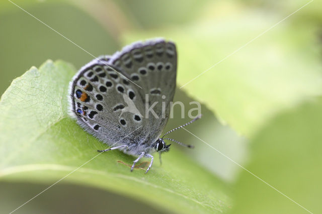 Veenbesblauwtje (Plebejus optilete)