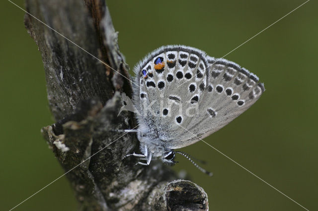 Veenbesblauwtje (Plebejus optilete)