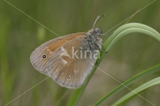 Veenhooibeestje (Coenonympha tullia)