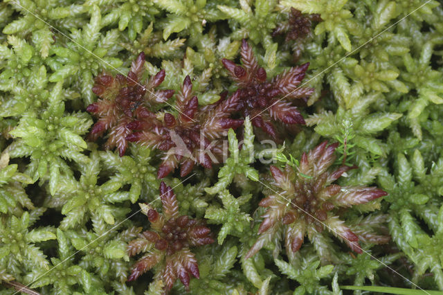 Bog-moss (Sphagnum spec.)