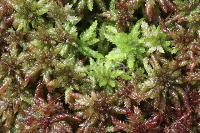 Bog-moss (Sphagnum spec.)