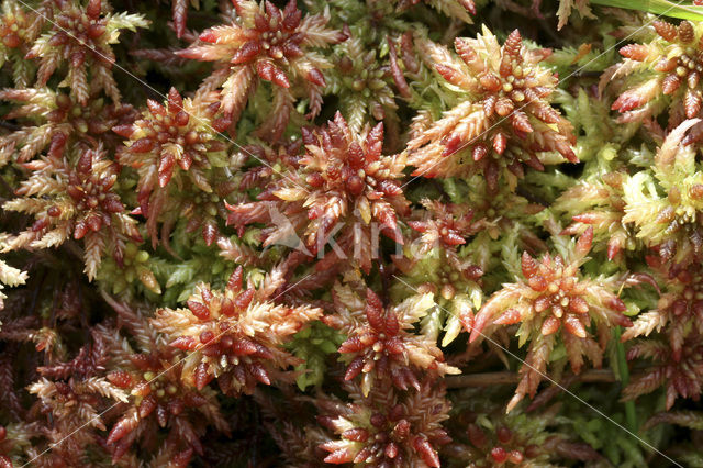 Veenmos (Sphagnum spec.)