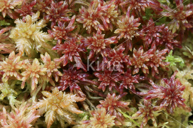 Bog-moss (Sphagnum spec.)