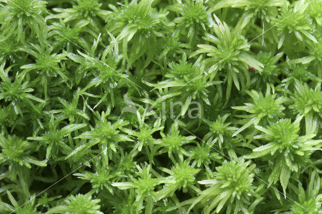 Bog-moss (Sphagnum spec.)