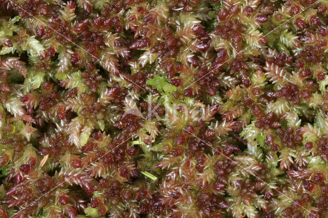 Bog-moss (Sphagnum spec.)
