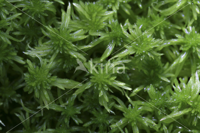 Veenmos (Sphagnum spec.)