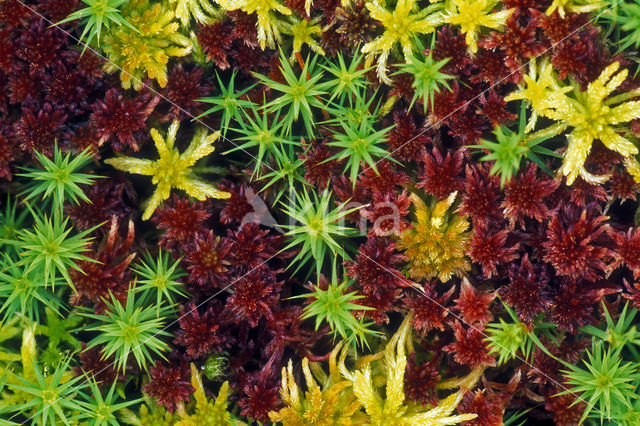 Bog-moss (Sphagnum spec.)