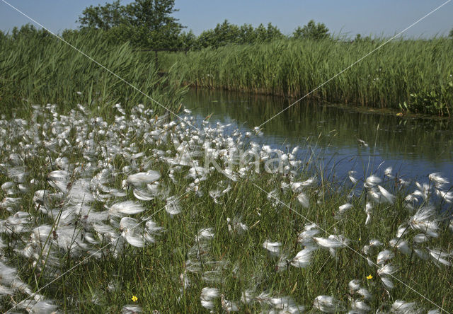 Veenpluis (Eriophorum angustifolium)