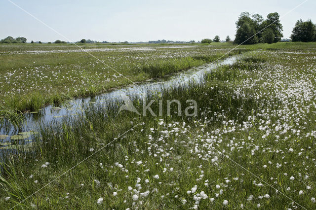 Veenpluis (Eriophorum angustifolium)