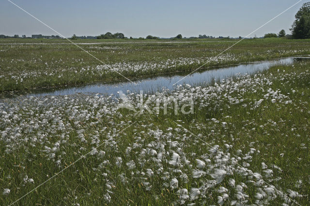 Common Cottongrass (Eriophorum angustifolium)