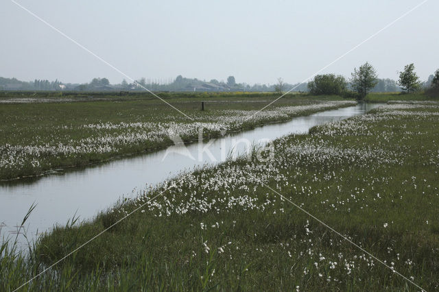 Veenpluis (Eriophorum angustifolium)