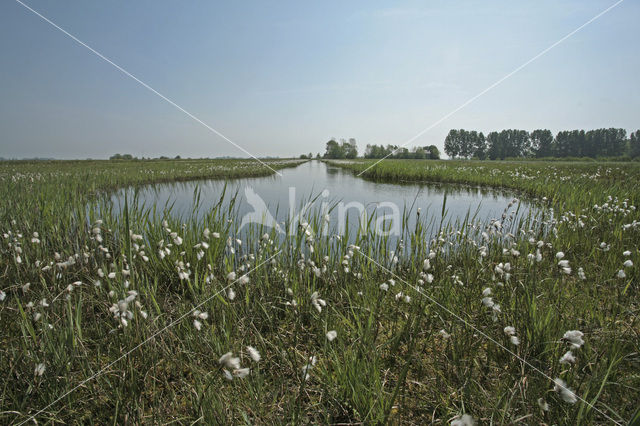 Common Cottongrass (Eriophorum angustifolium)