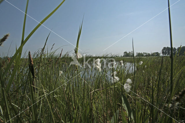 Veenpluis (Eriophorum angustifolium)