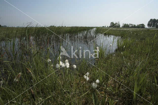 Common Cottongrass (Eriophorum angustifolium)