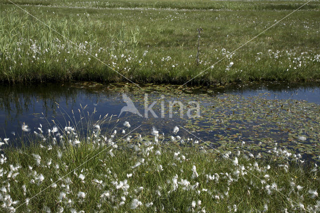 Common Cottongrass (Eriophorum angustifolium)