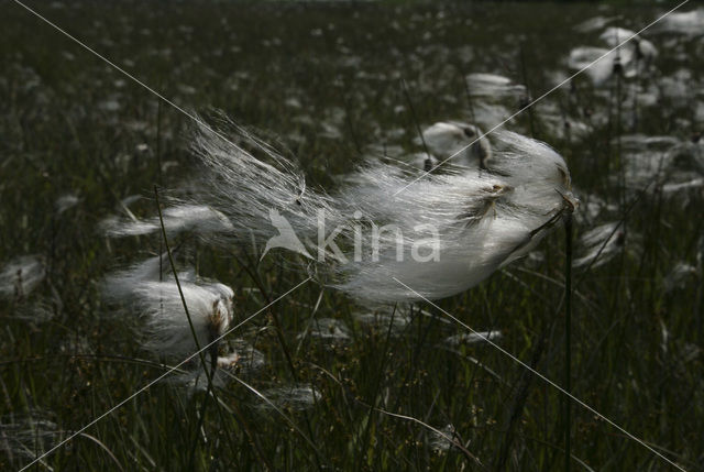 Veenpluis (Eriophorum angustifolium)