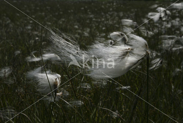 Common Cottongrass (Eriophorum angustifolium)