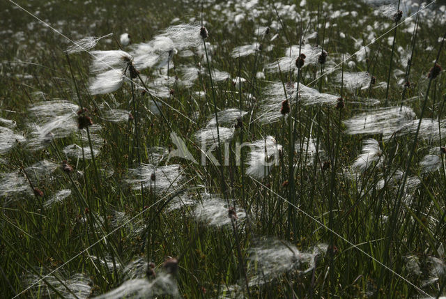 Veenpluis (Eriophorum angustifolium)