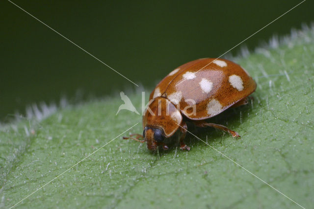 14 spot Ladybird