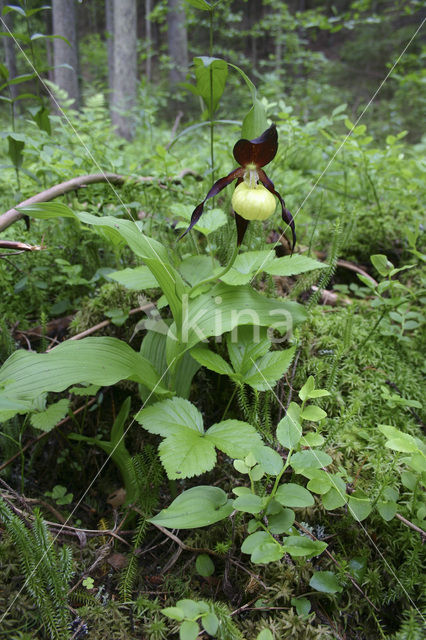 Lady’s slipper (Cypripedium calceolus)