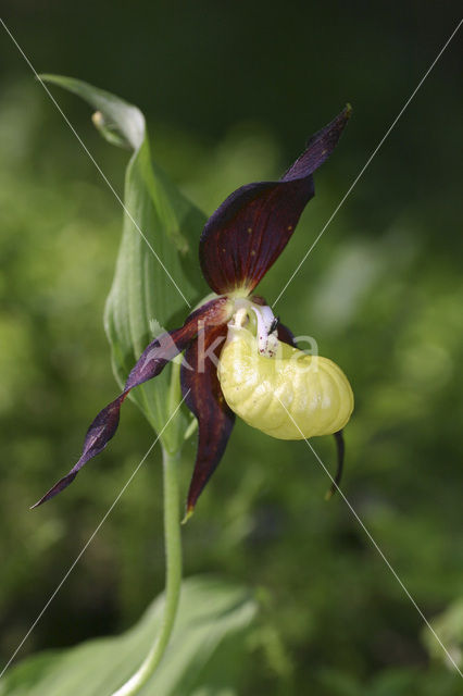 Lady’s slipper (Cypripedium calceolus)