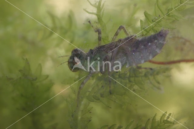 Venwitsnuitlibel (Leucorrhinia dubia)