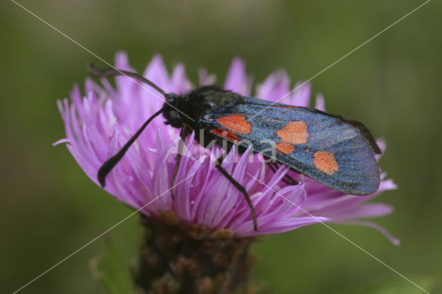 Vijfvlek-sint-jansvlinder (Zygaena trifolii)