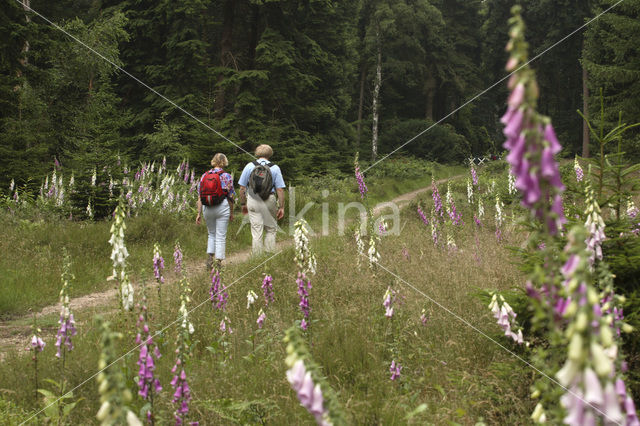 yellow foxglove (Digitalis grandiflora)