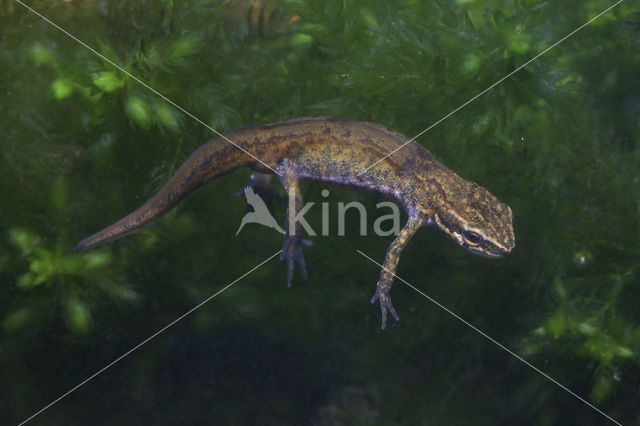 Vinpootsalamander (Lissotriton helveticus)