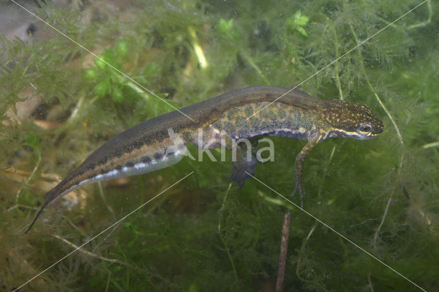 Vinpootsalamander (Lissotriton helveticus)