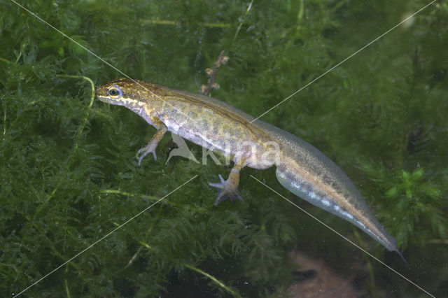 Vinpootsalamander (Lissotriton helveticus)