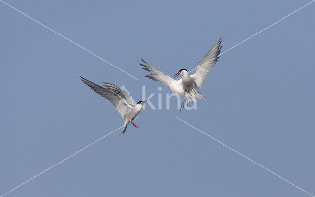 Common Tern (Sterna hirundo)