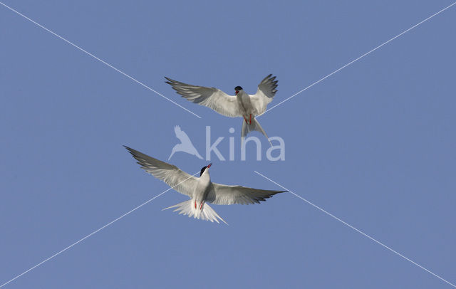 Common Tern (Sterna hirundo)