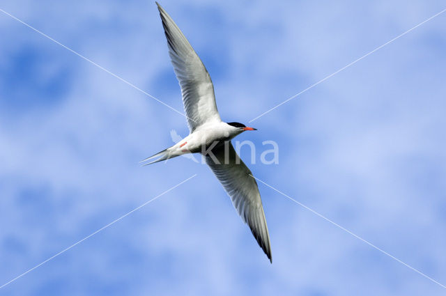 Common Tern (Sterna hirundo)