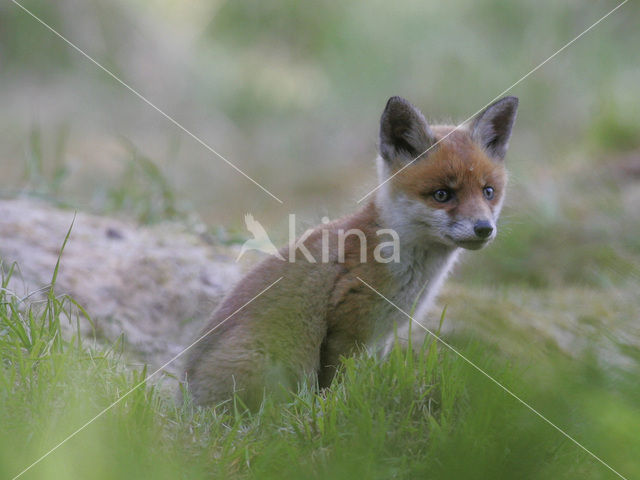 Vos (Vulpes vulpes)