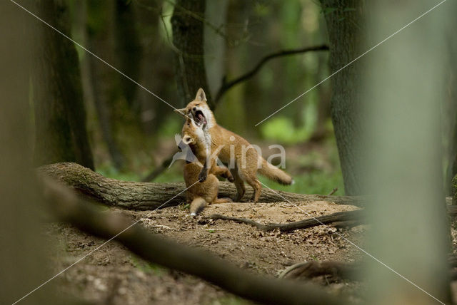 Fox (Vulpes vulpes)